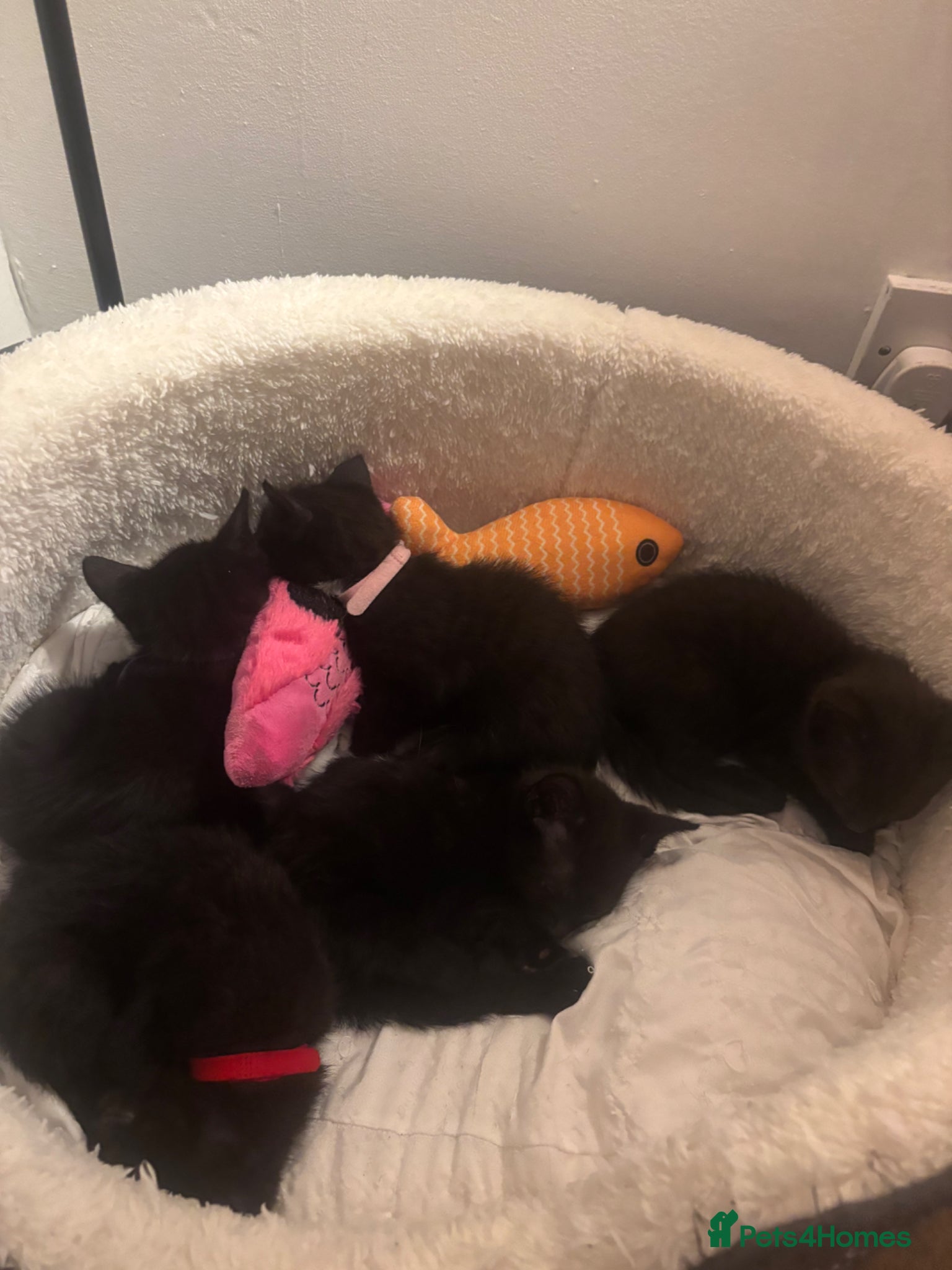 Domestic Shorthair cats 4 male kittens - Advert 1
