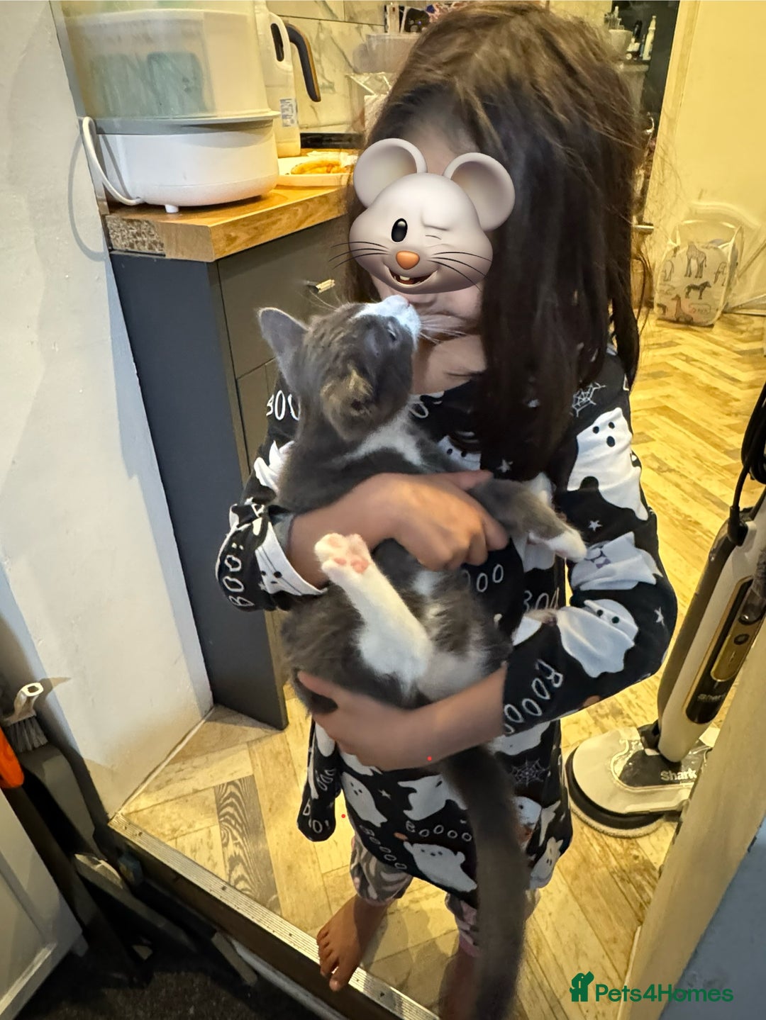 Mixed Breed cats for sale: Beautiful 10week old Kitten - Advert 3