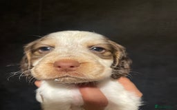 Cocker Spaniel dogs for sale: Stunning cocker spaniel puppies  - Image 9