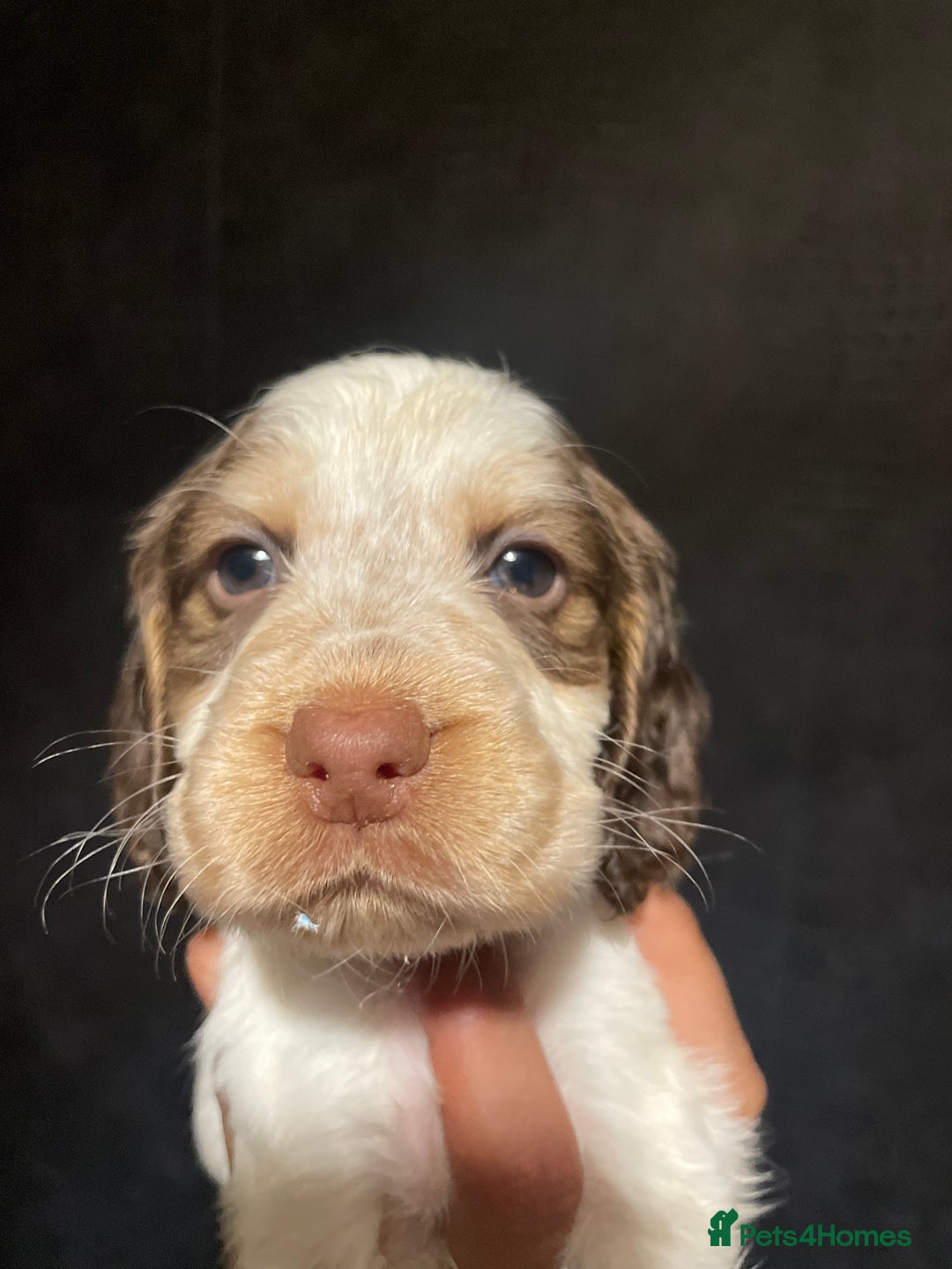 Cocker Spaniel dogs for sale: Stunning cocker spaniel puppies  - Image 9