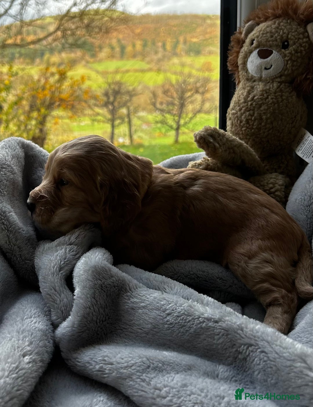 Cocker Spaniel dogs for sale: ✨ Cuddles Await from our Cocker Spaniel Pups  - Advert 37