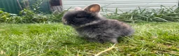 Lionhead rabbits for sale: Beautiful mini double maned lionheads  - Advert 9