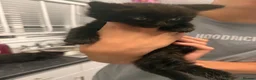 Mixed Breed cats for sale: 3/4 Maine coon kittens  - Advert 3