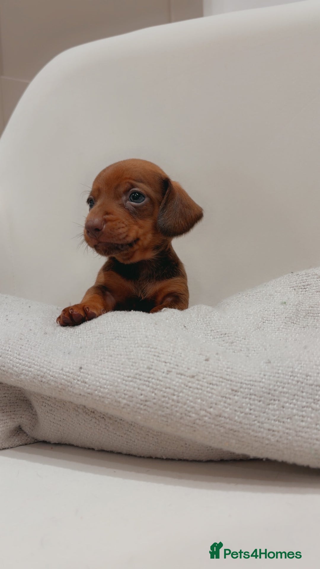 Dachshund dogs for sale: Sausage dog puppies  - Advert 7