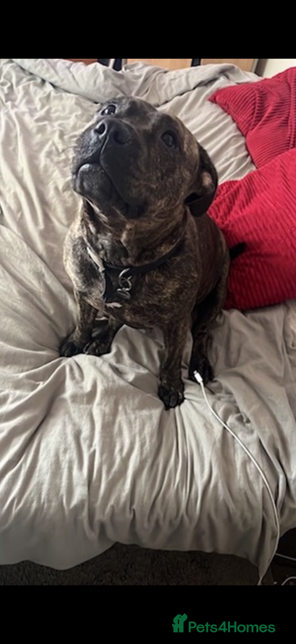 Staffordshire Bull Terrier dogs Narla x  - Advert 2