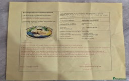 Tortoise reptiles for sale: Sarah Taylor - Image 5