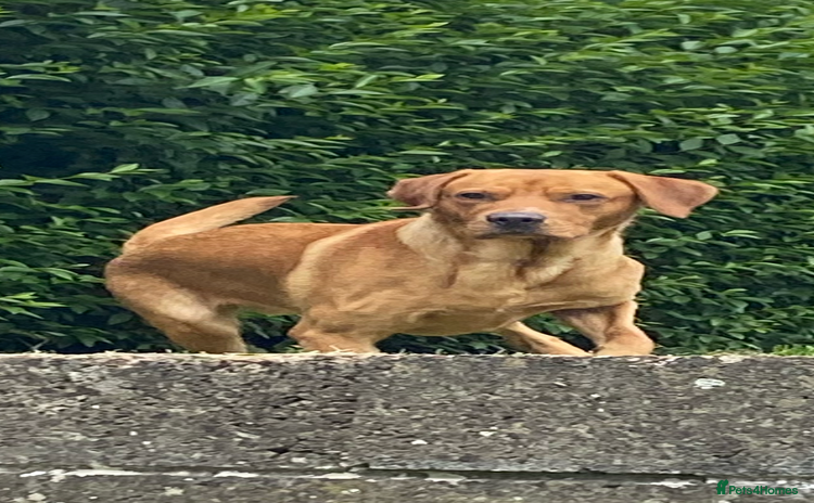 Labrador Retriever dogs - Advert 1