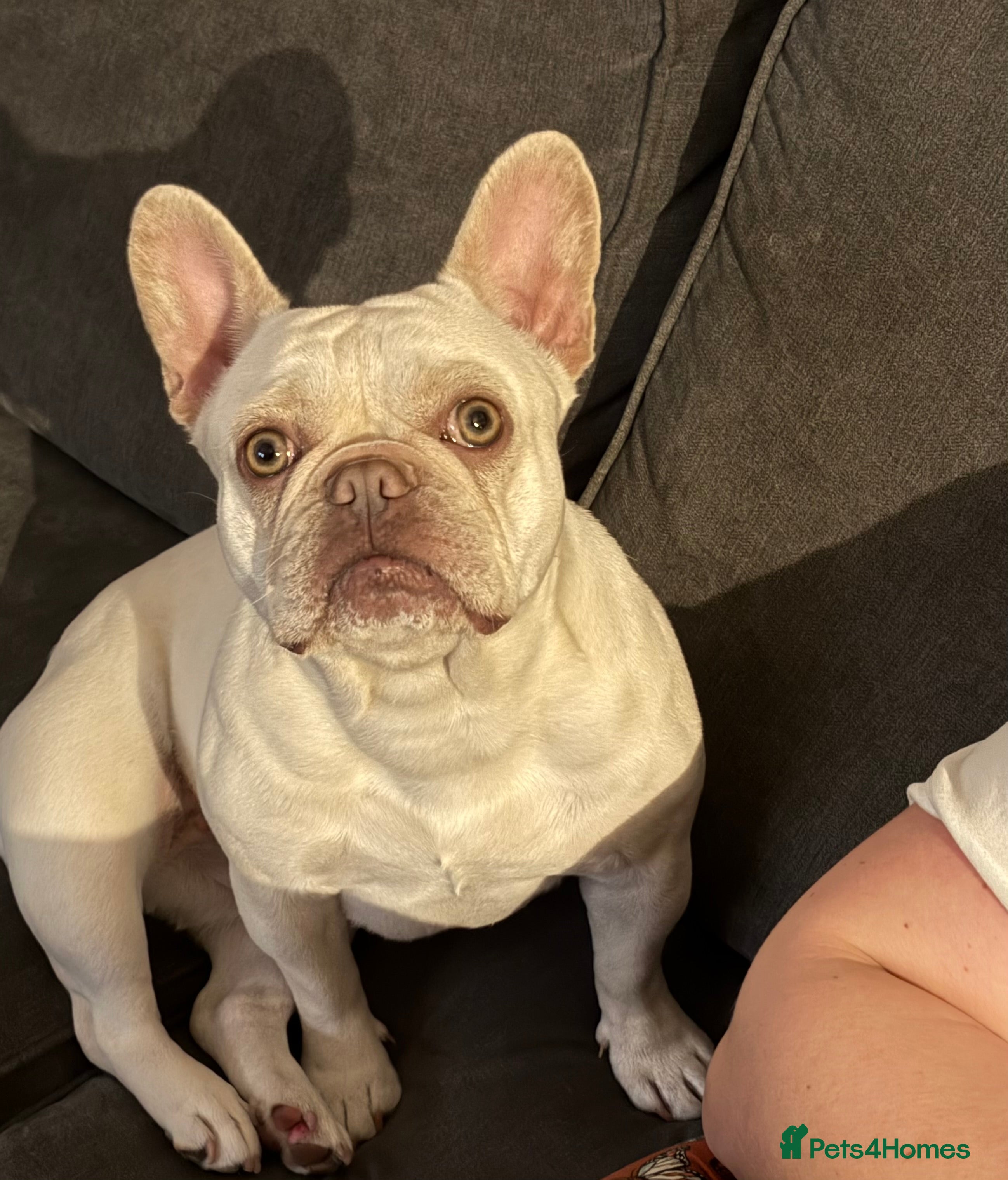 French Bulldog dogs Female French bulldog  - Advert 4