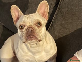 French Bulldog dogs Female French bulldog - Advert 14