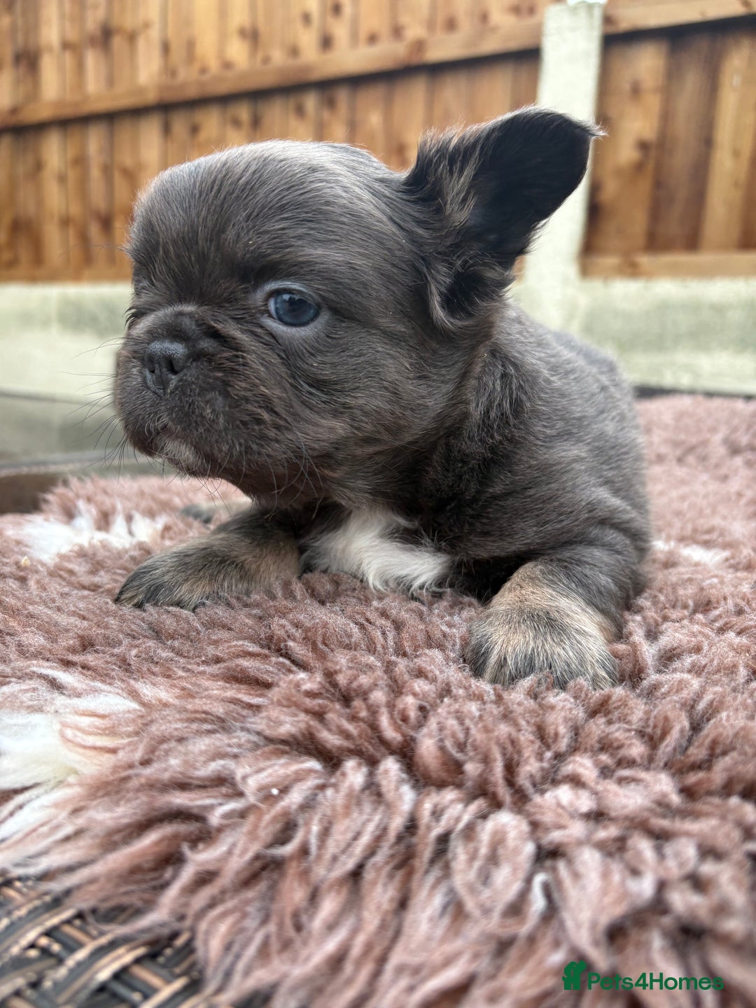 French Bulldog dogs for sale: French Bulldog Puppys - Advert 9