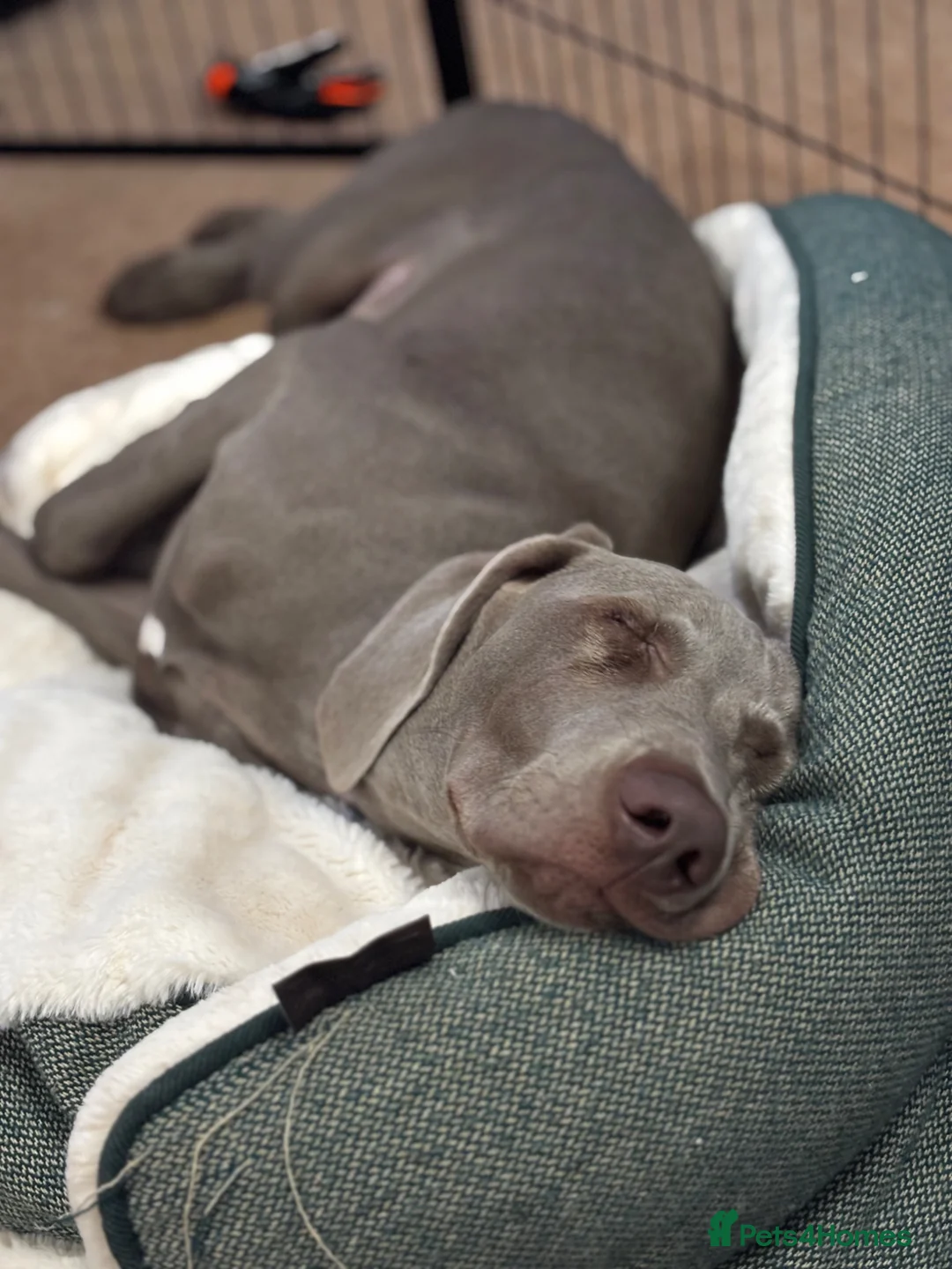 Weimaraner dogs for sale: Beautiful 8 Month Old Sulley  - Advert 7