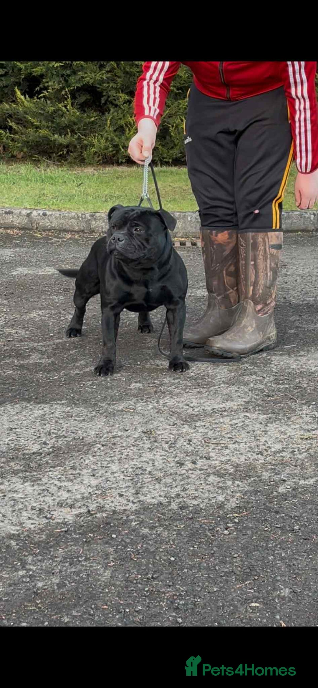 Staffordshire Bull Terrier dogs for sale: Staffordshire bull terrier  - Advert 16