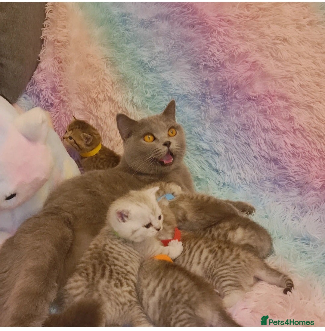British Shorthair cats for sale: 🩵💙💜Amasing British Shorthair Kittens🧡💚💙 - Advert 18
