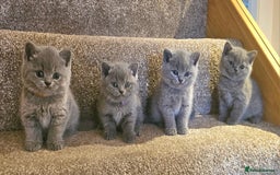 British Shorthair cats for sale: Beautiful Pedigree British Blue Kittens  🐾 - Advert 1