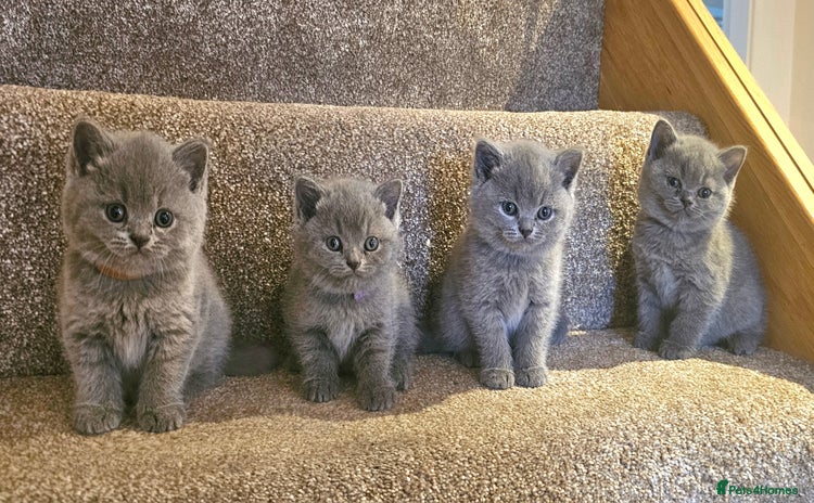 British Shorthair cats Beautiful Pedigree British Blue Kittens  🐾 - Advert 10