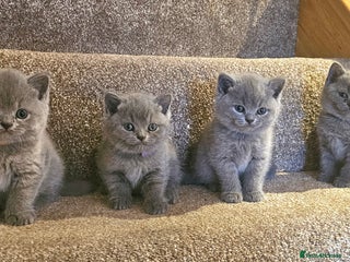 British Shorthair cats Beautiful Pedigree British Blue Kittens 🐾 - Advert 1