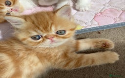 Exotic cats for sale: Exotic pedigree kittens  - Image 3