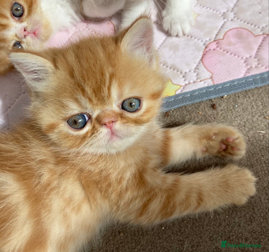 Exotic cats for sale: Exotic pedigree kittens  - Image 3