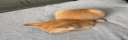 Mixed Breed cats for sale: Ginger Male Kitten  - Advert 2