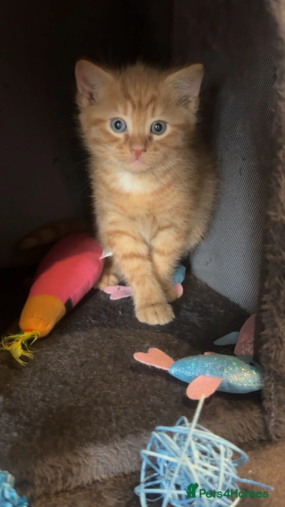 Mixed Breed cats for sale: Gorgeous little ginger boy - Advert 2