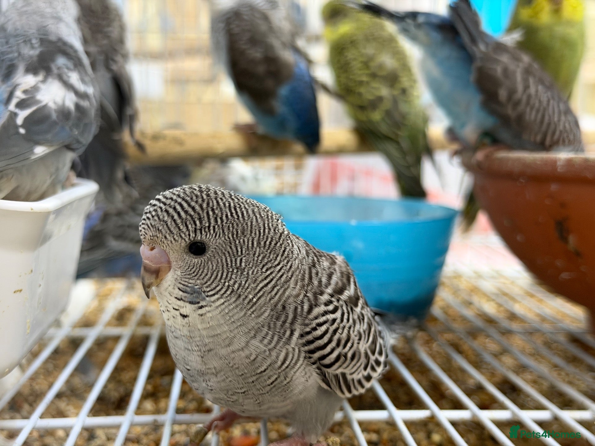 Budgerigars birds Budgies split bf - Advert 1