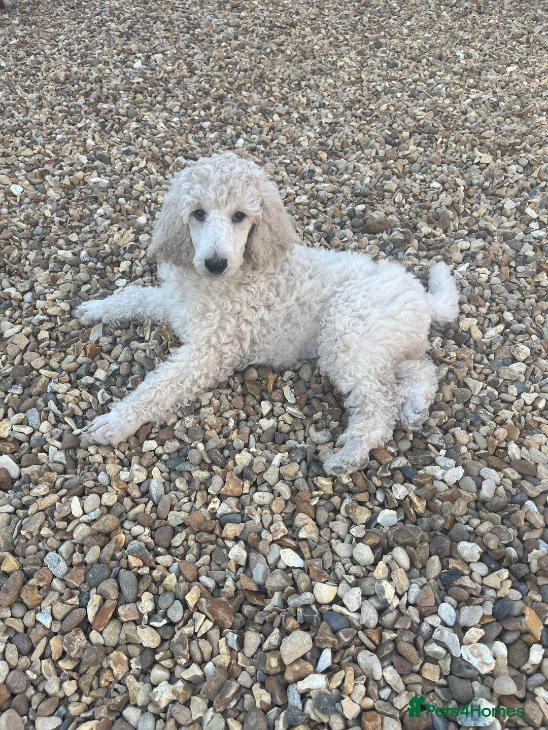 Standard Poodle dogs for sale: one  handsome loving boy available  in Newmarket - Image 1