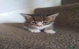 Mixed Breed cats for sale: 4 beautiful kittens ready for their forever home - Advert 16