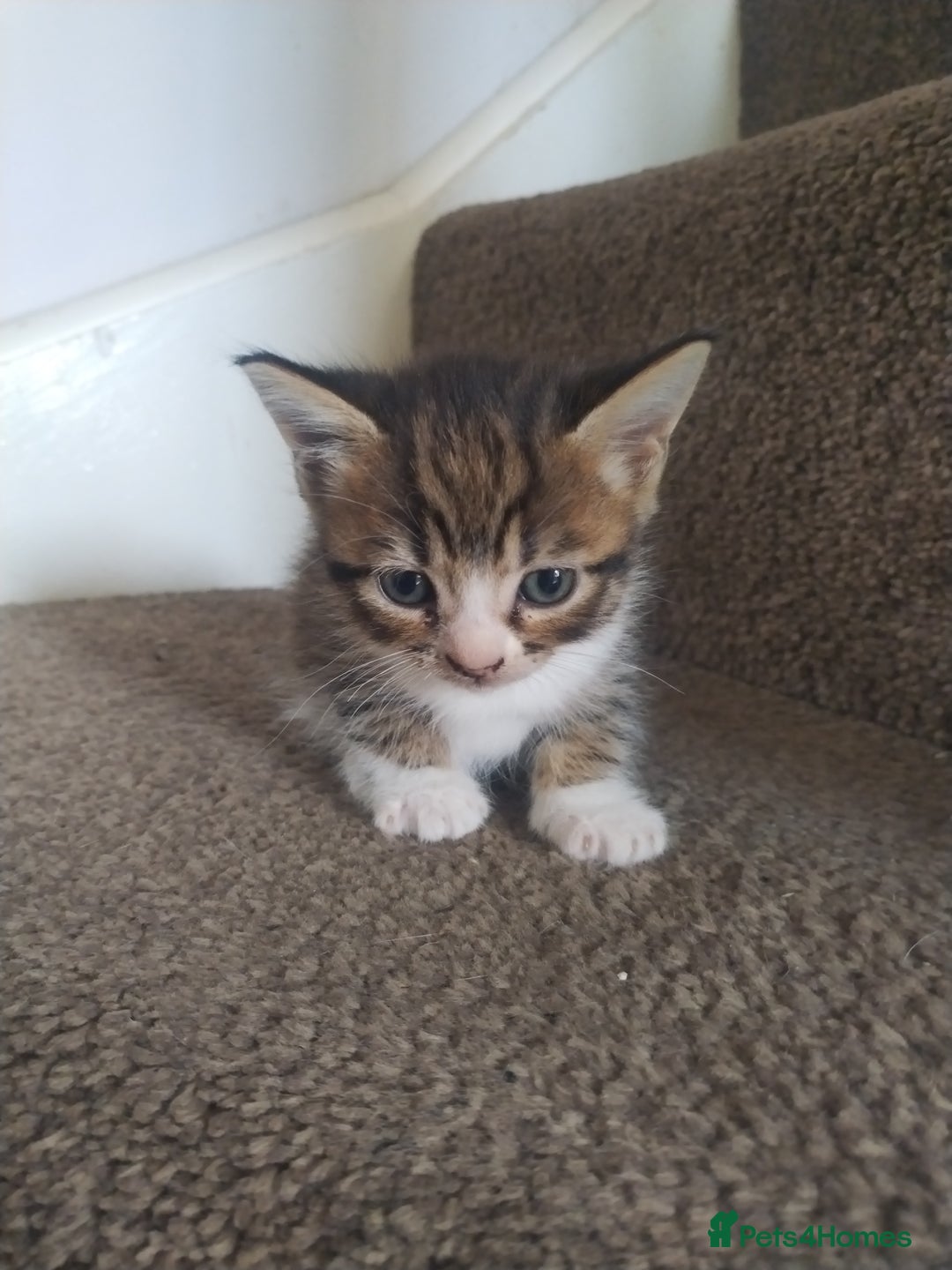 Mixed Breed cats for sale: 4 beautiful kittens ready for their forever home - Advert 16