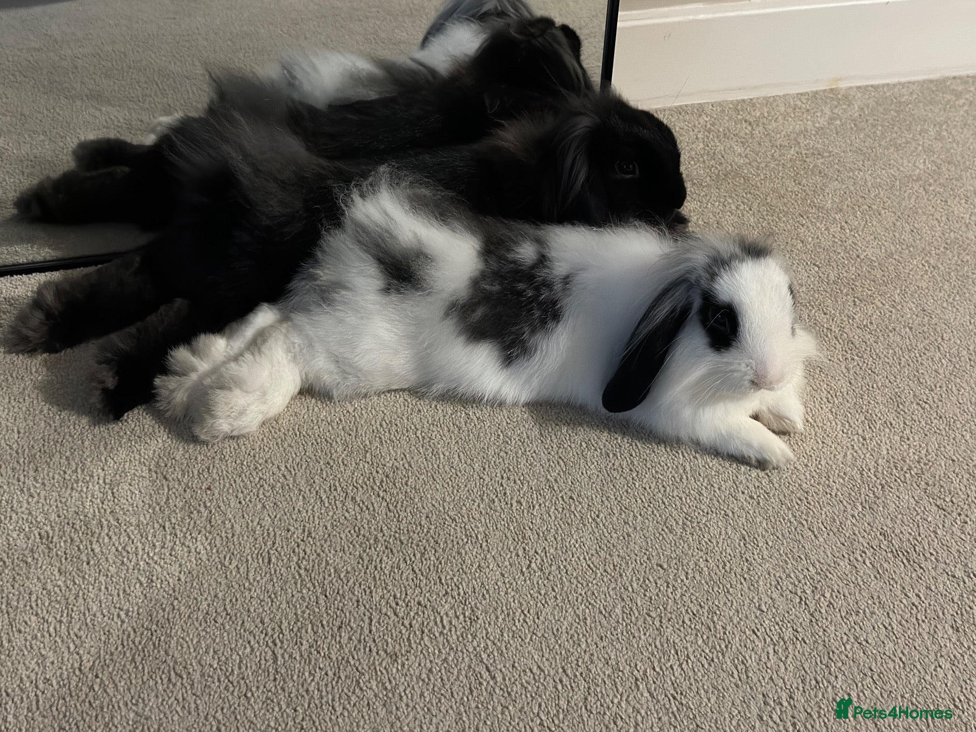 Mini Lion Lop rabbits 🐰 2 bonded and neutered mini lion lops 🐰  - Advert 4