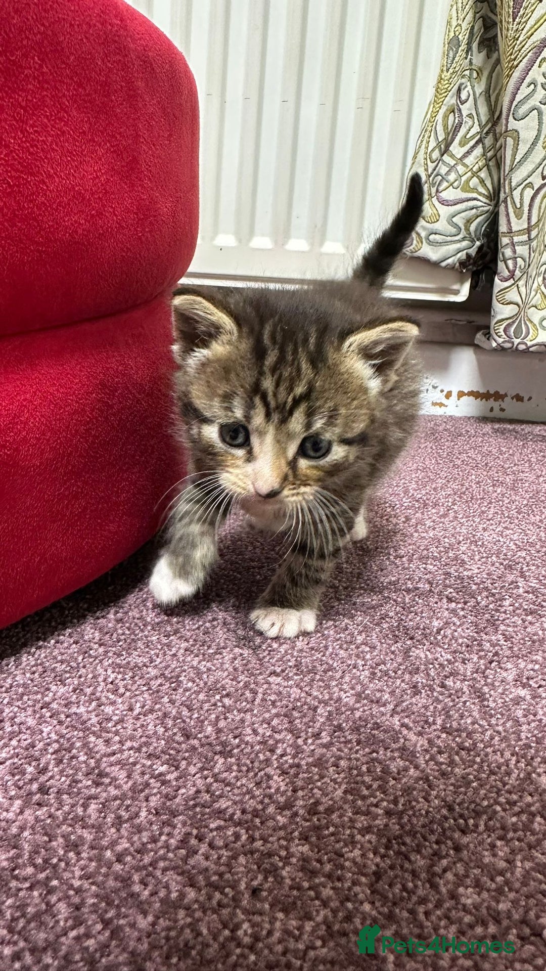 Mixed Breed cats for sale: Kitten  - Advert 3