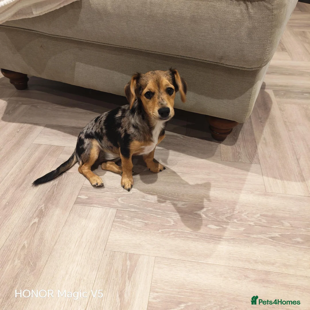 Jackshund dogs for sale: Beautiful Dottie looking for a forever home. - Advert 2