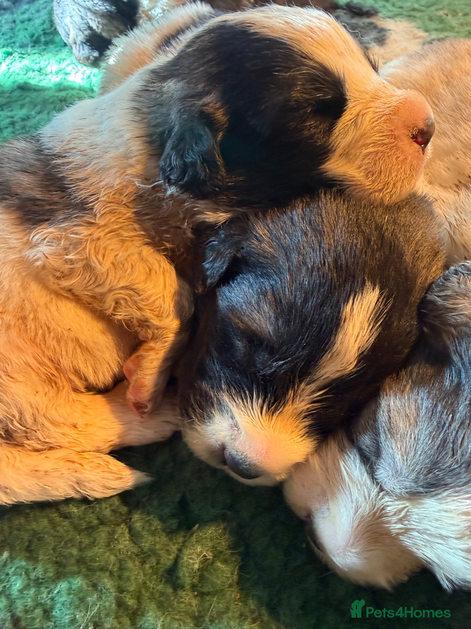 Pyrenean Mastiff dogs Incredible KC registered Pyrenean Mastiffs - Advert 1