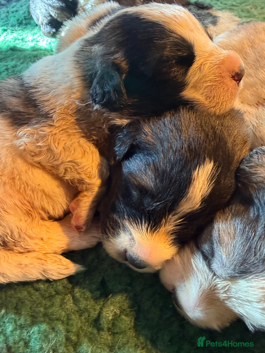 Pyrenean Mastiff dogs for sale: Incredible KC registered Pyrenean Mastiffs - Advert 1