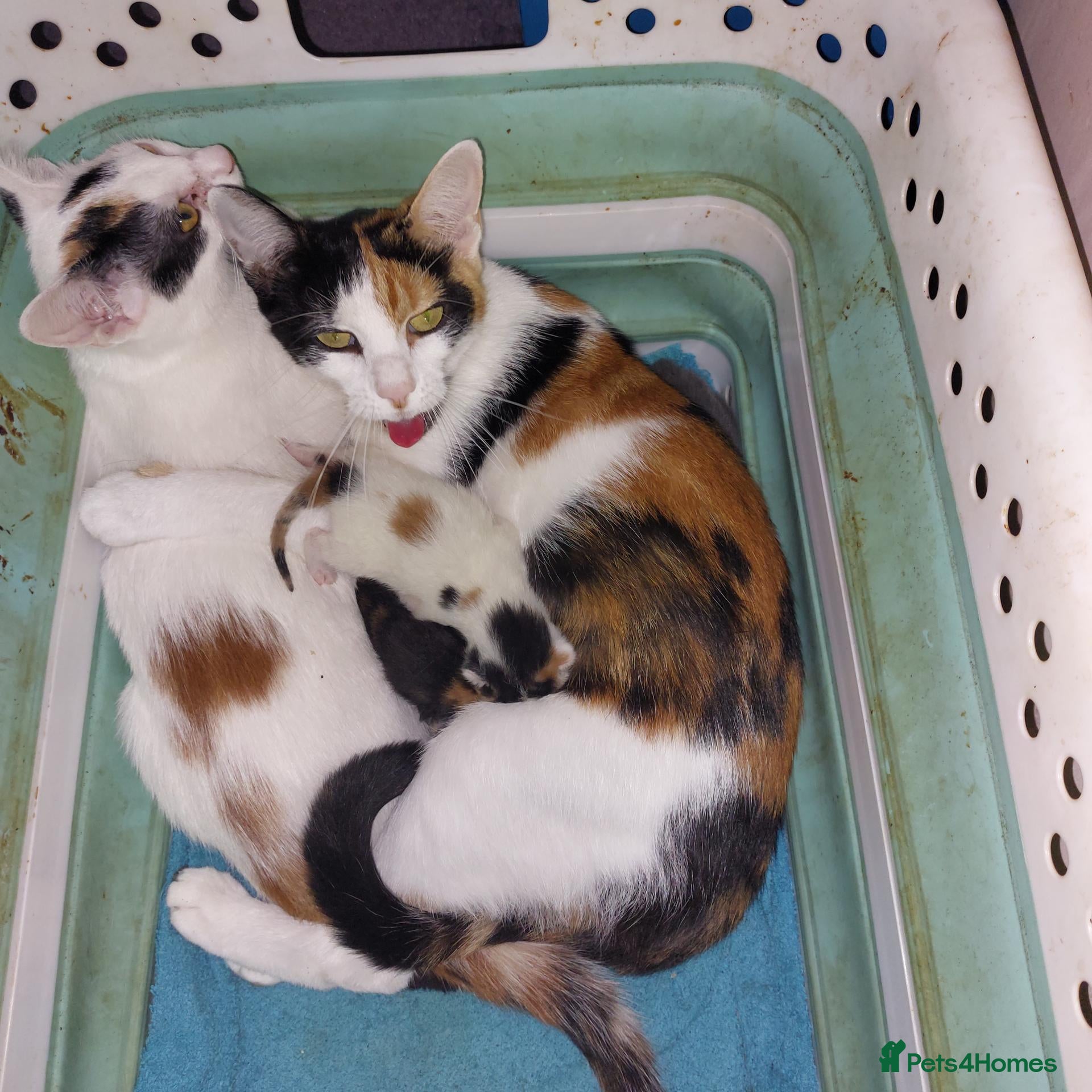 Mixed Breed cats Two tortoiseshell girls - Advert 9