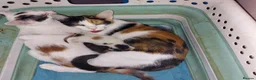 Mixed Breed cats for sale: Two tortoiseshell girls - Advert 1