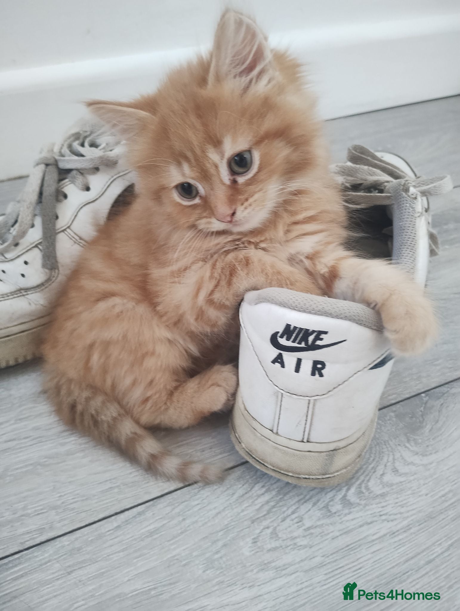 Mixed Breed cats Cute kittens - Advert 16
