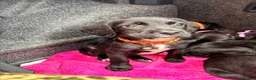 Springador dogs for sale: Beautiful Springador Puppies 🐾 - Advert 5
