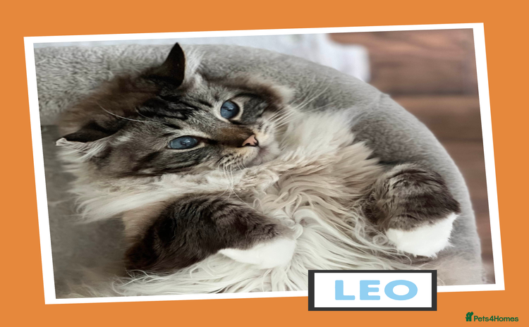 Ragdoll cats - Advert 1