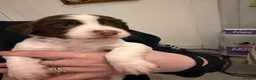 English Springer Spaniel dogs for sale: English Springer Spaniel puppies - Advert 7