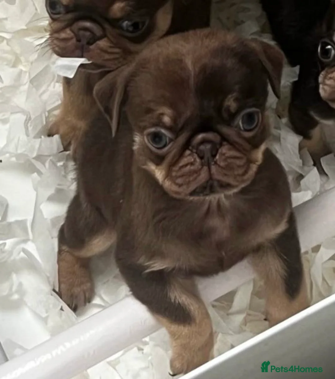 Pug dogs for sale: Brown & tan proven kc registered pug male  - Advert 3