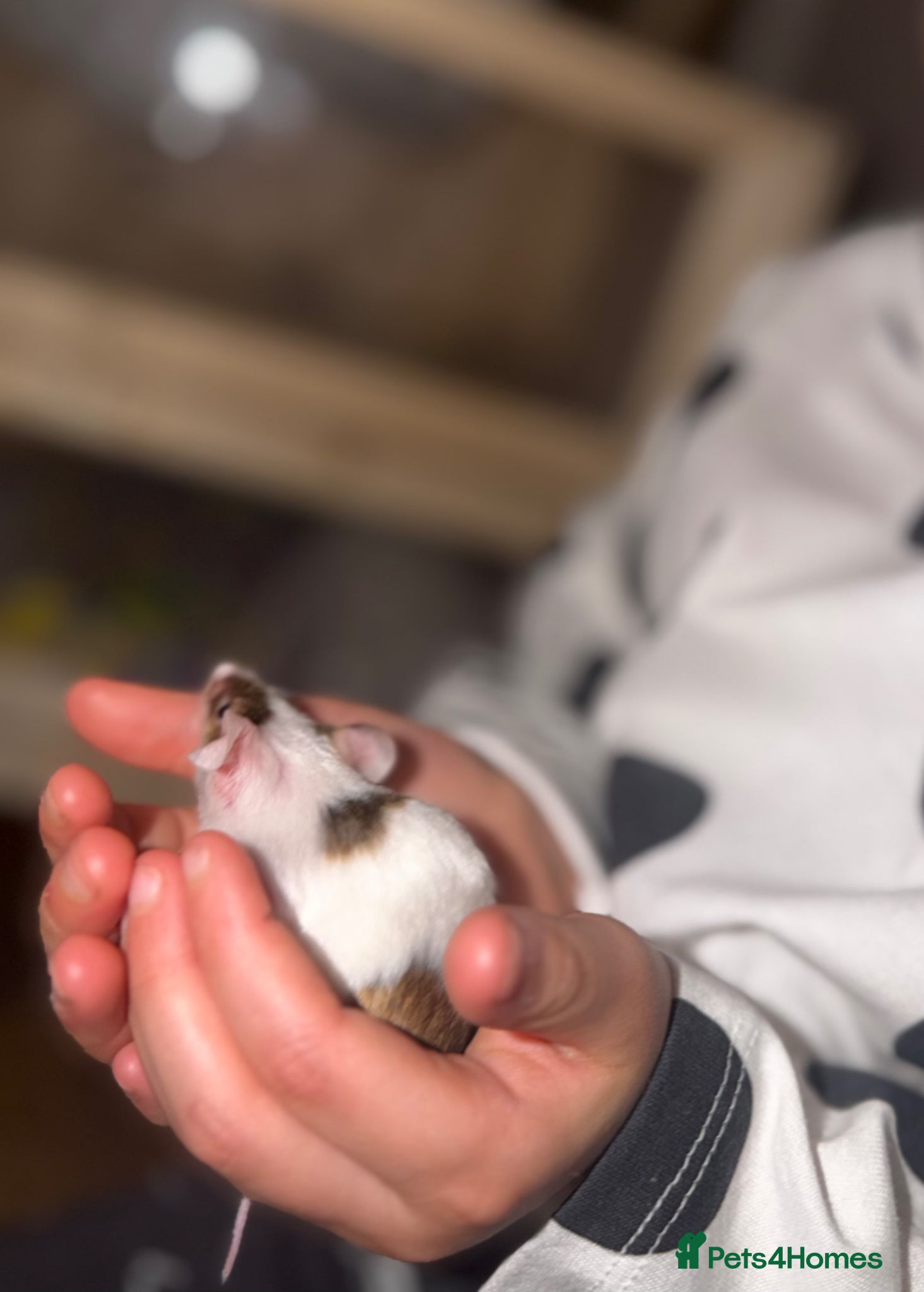 Mouse rodents Mouse Full set up - Advert 15