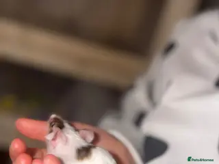 Mouse rodents Mouse Full set up - Advert 15