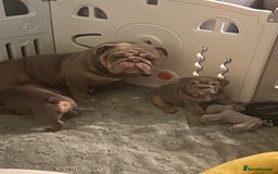 English Bulldog dogs for sale: Outstanding English bulldogs  - Image 22