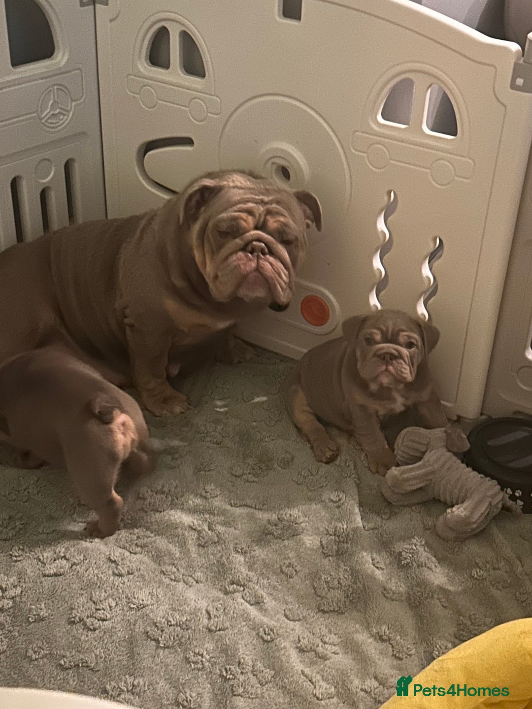 English Bulldog dogs for sale: Outstanding English bulldogs  - Image 22