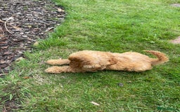 Cockapoo dogs for sale: Beautiful Cavapoo Puppy of Fox Red F1  - Image 4