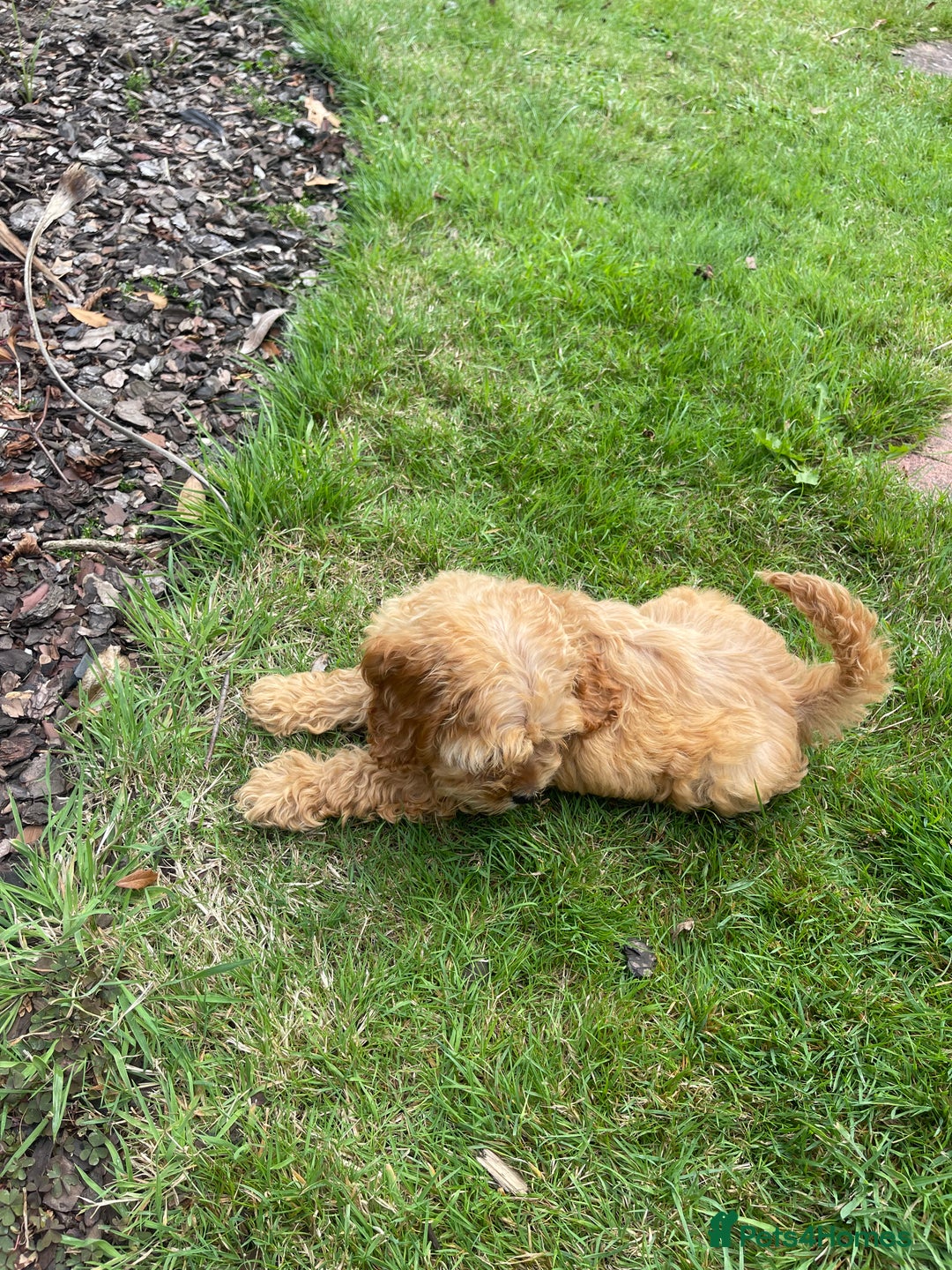 Cockapoo dogs for sale: Beautiful Cavapoo Puppy of Fox Red F1  - Image 4