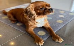 Cavalier King Charles Spaniel dogs for sale: Health tested cavalier King Charles  - Image 5