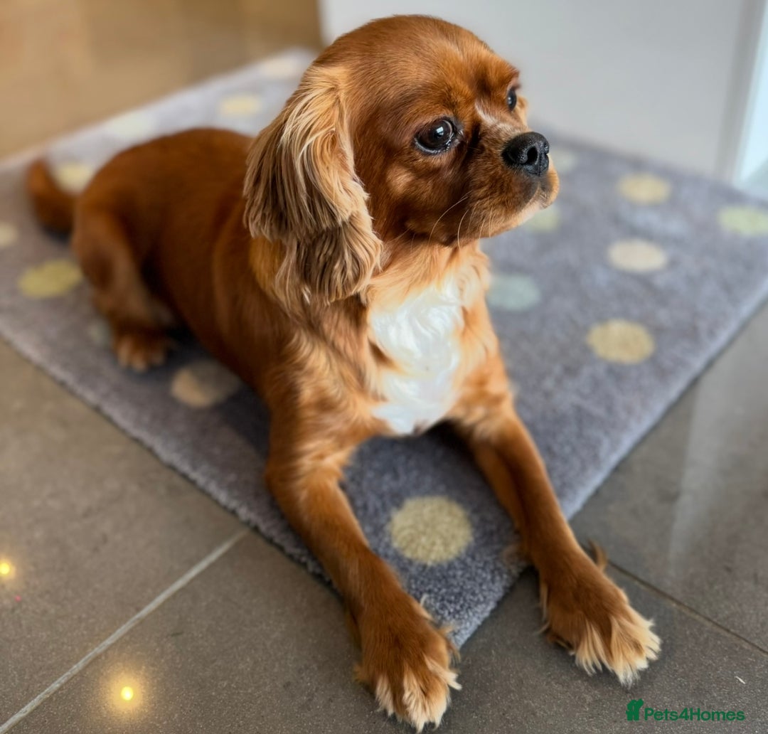 Cavalier King Charles Spaniel dogs for sale: Health tested cavalier King Charles  - Image 5