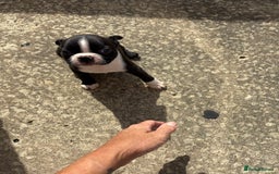 Boston Terrier dogs for sale:  🩷OUR LAST GORGEOUS K.C. BOSTON TERRIER PUPPIES - Image 32