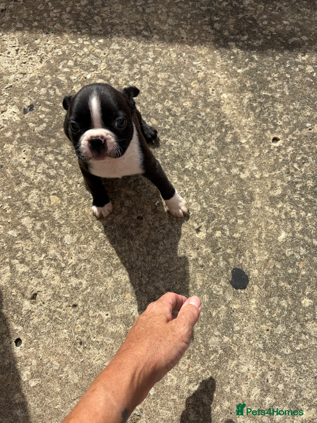 Boston Terrier dogs for sale:  🩷OUR LAST GORGEOUS K.C. BOSTON TERRIER PUPPIES - Image 32